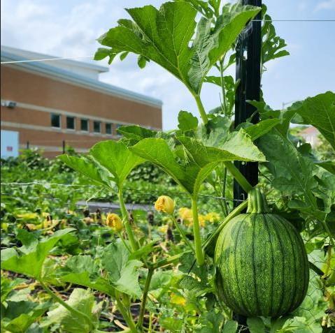 farm unity watermelon picture harvest festival volunteer community library event family friendly