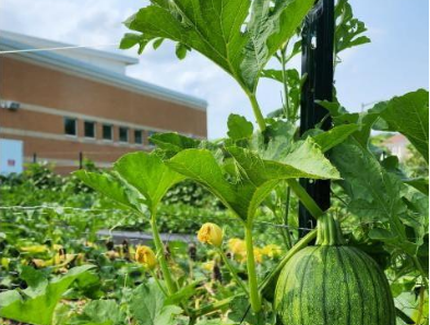 farm unity watermelon picture harvest festival volunteer community library event family friendly