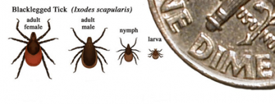 size of deer ticks